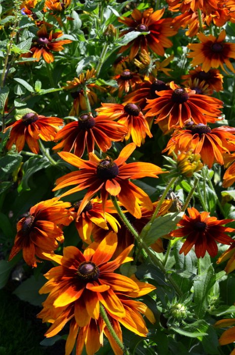 Rudbeckia hirta 'Cappucino' (2)